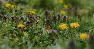 interior 2026PlantWalk banner image